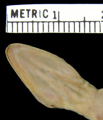 Media type: image;   Herpetology R-26138